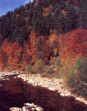 Eigene Lebensräume bilden die Flußtäler wie die des San oder der Wetlina ( Bild ), die den Park durchziehen