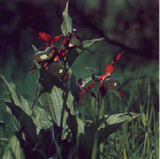 Der seltene Rotbraune Frauenschuh aus der Familie der Orchideengewächse.